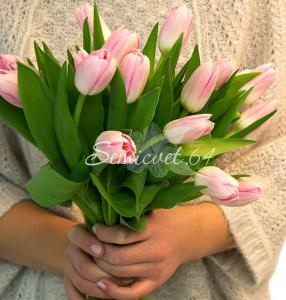 11 тюльпанов