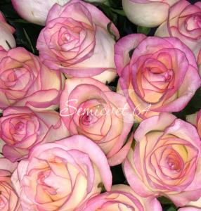 Розовая Роза